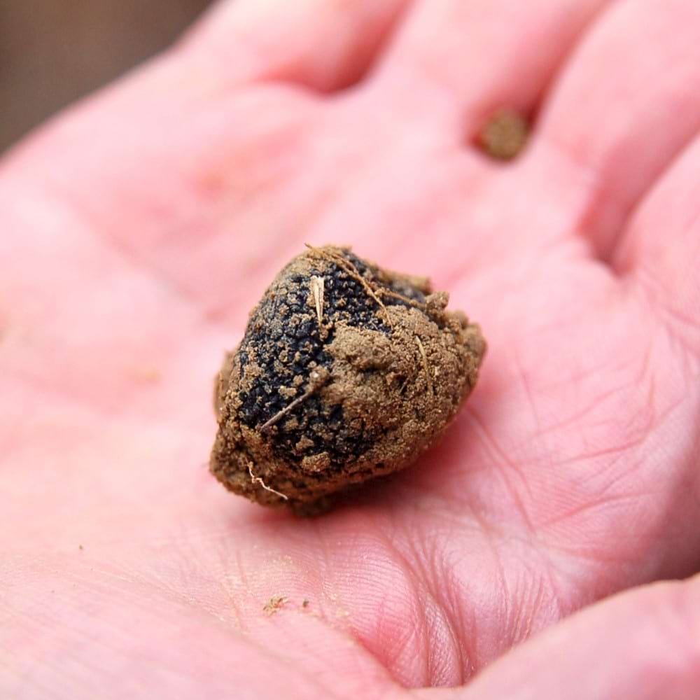 黒トリュフ　台所の宝石　黒いダイヤモンド　【ふらかつ】1