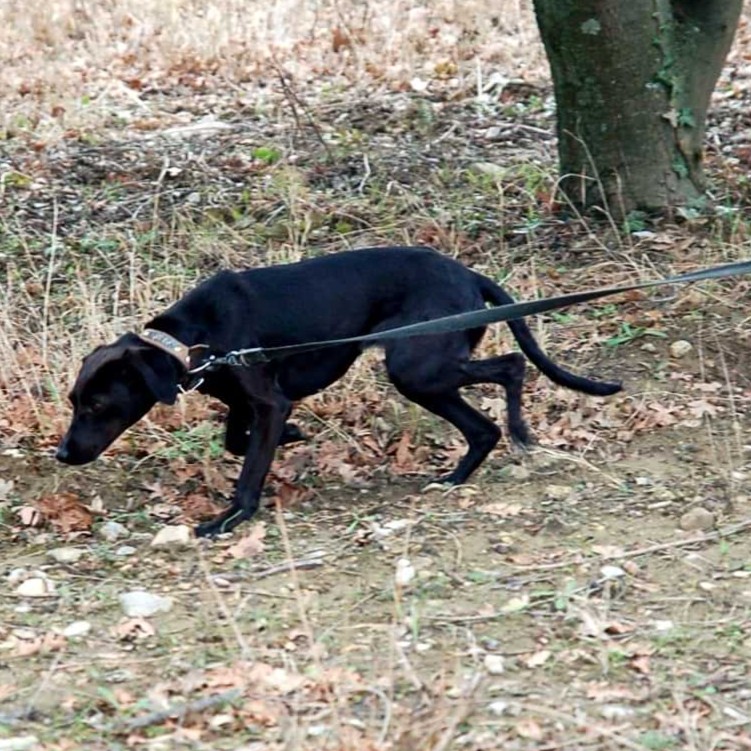 トリュフ犬　トリュフ狩り　黒いダイヤモンド　黒トリュフ【ふらかつ】