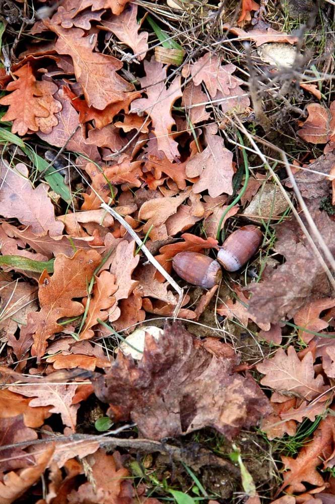 黒トリュフ 台所の宝石 黒いダイヤモンド 【ふらかつ】3