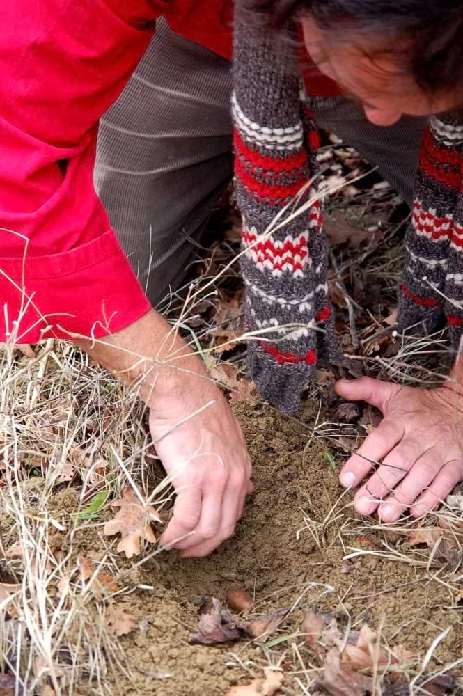 黒トリュフ 台所の宝石 黒いダイヤモンド 【ふらかつ】4