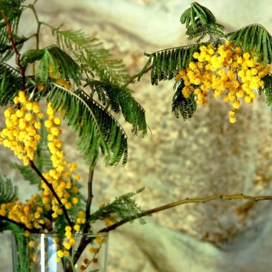 日本フラワー　八王子　ミモザ　【ふらかつ】